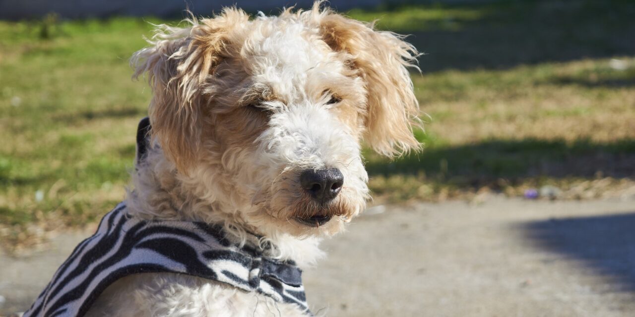 Wire Fox Terrier