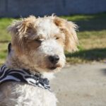 Wire Fox Terrier