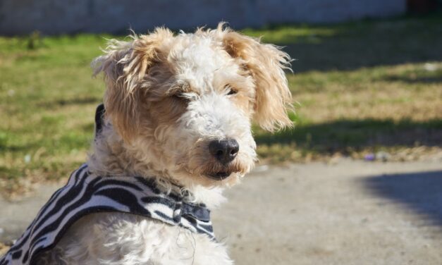 Wire Fox Terrier