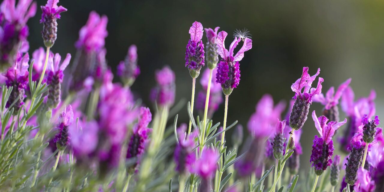 Lavender