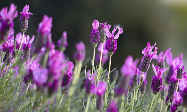 Lavender