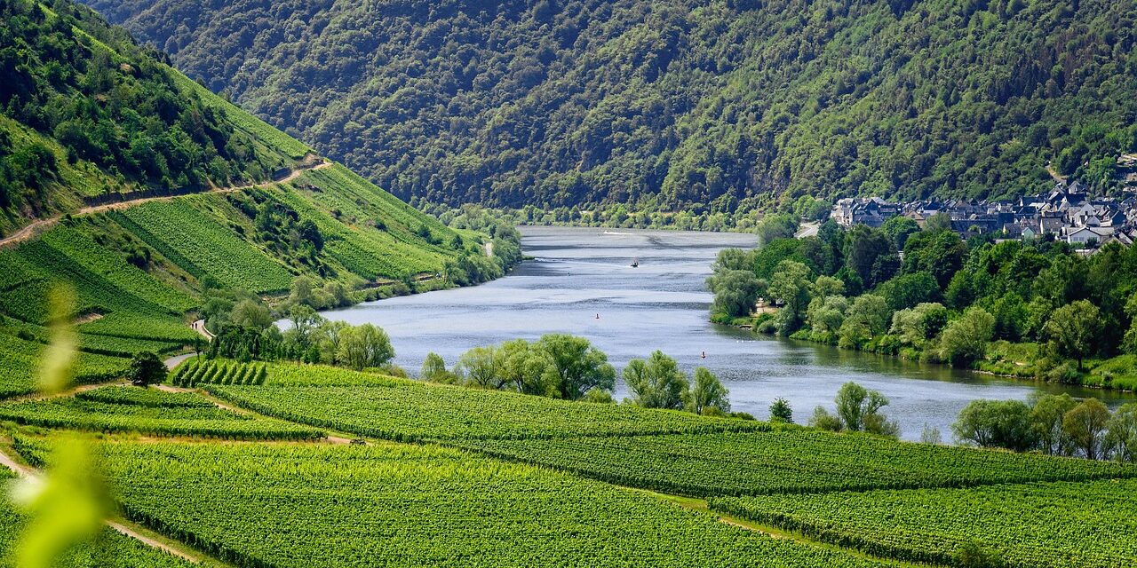 Exploring the World of Wine: Information On Organic,  Biodynamic, Sulfite-Free, and The Jackson Family Wines