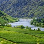 Exploring the World of Wine: Information On Organic,  Biodynamic, Sulfite-Free, and The Jackson Family Wines