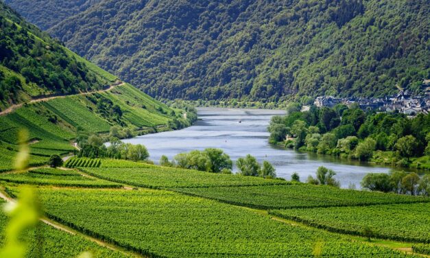 Exploring the World of Wine: Information On Organic,  Biodynamic, Sulfite-Free, and The Jackson Family Wines
